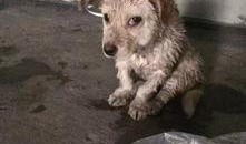 狗狗最新爆料视频下载大全,萌宠瞬间，笑料横生